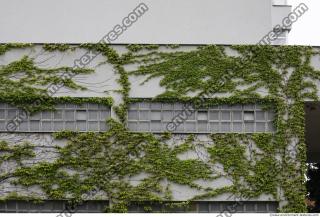 Photo Textures of Ivy